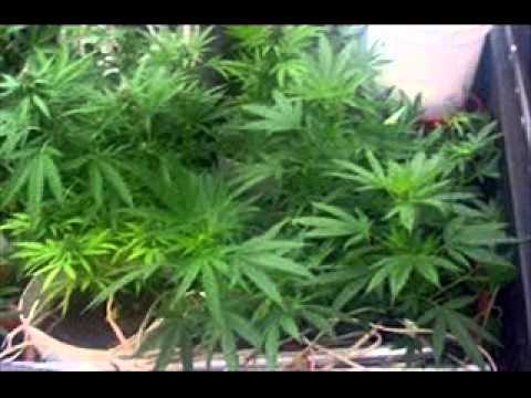 |zona ganjah| POr cultivar marihuana