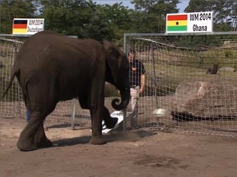 Elephant Predicts World Cup Matches