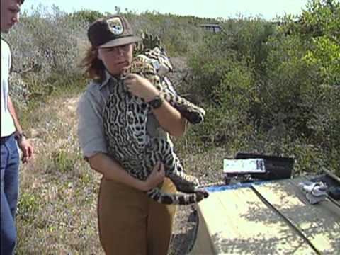 Keep Texas Wild: South TX Plains - Texas Parks and Wildlife [Official]