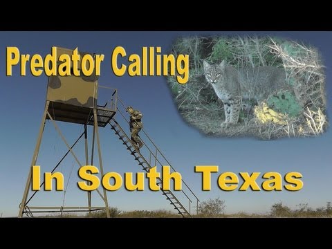 Hunting Predators in South Texas (Coyotes & Bobcats)