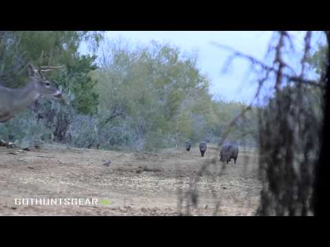 South Texas Deer Hunting   Management Whitetail Hunt