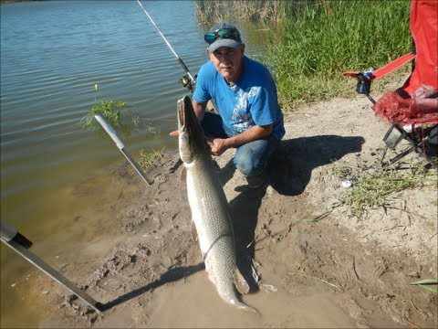 TWO ALLIGATOR GAR FISHING IN SOUTH TEXAS