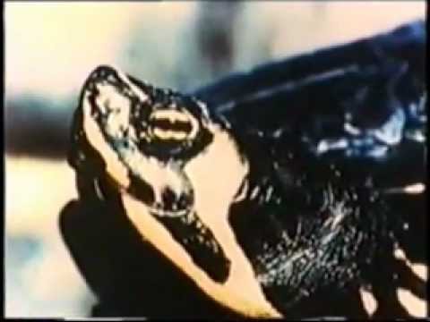 Radioactive Contaminated Turtles 1991 Savannah River DOE Site