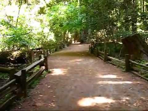 Live in Felton and Walk in the Henry Cowell Redwoods Forest