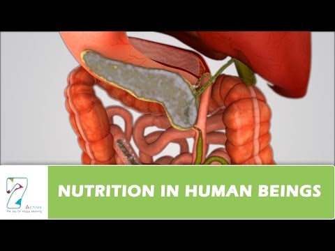 Nutrition in Human Beings