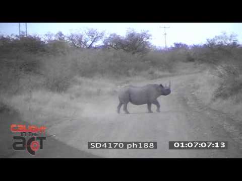 CAUGHT IN THE ACT: Black Rhino Rage - Black Rhino attack Male Lion