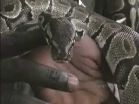 Republic of Benin - Python Temple - Travel - Jim Rogers World Adventure