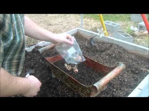 Planting Saffron