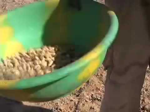 Senegal's Struggling Peanut Business