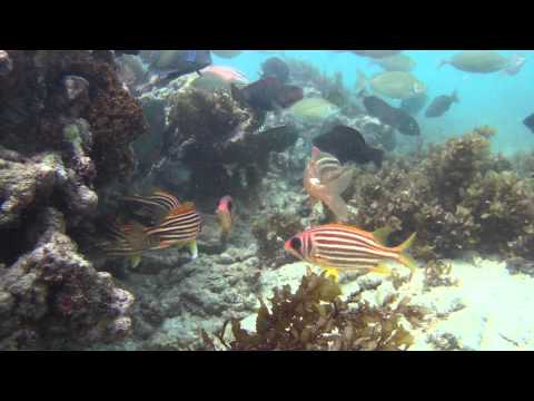 Seychelles Underwater July 2011