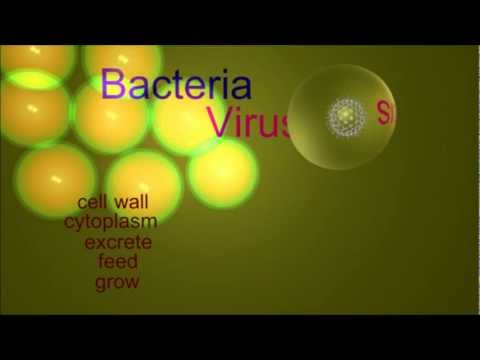 D.7.1 State how Viruses Differ From Bacteria  IB Chemistry SL