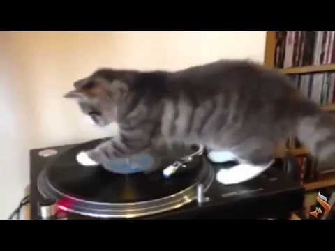 Funny Animals Fail Compilation 2013 funny pets