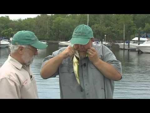 DVO 1303 Large Mouth Bass fishing on the Delaware River with Drop Shot Rig.