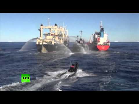 Sea Shepherd Sandwich: Anti-whaling activists rammed by Japanese ships