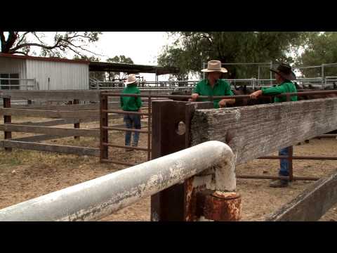 8. Best practice cattle handling