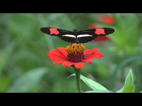 The Red Passion Flower Butterfly,  the Crimson-patched Longwing - Heliconius erato phyllis