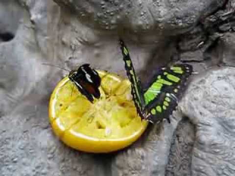 Heliconius (Laparus) doris, Siproeta stelenes (Malachite)