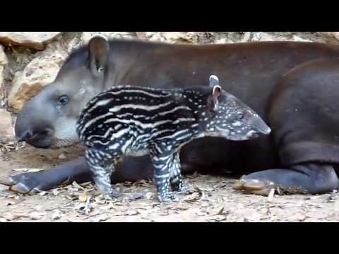 True Facts About The Tapir