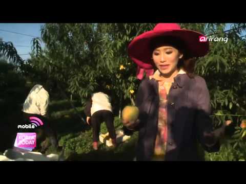 Korea Today - Peach farm in Icheon 인천 복숭아 농장