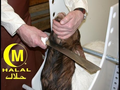 [2014] You Can't Just Kill - Animal Rights in Islam