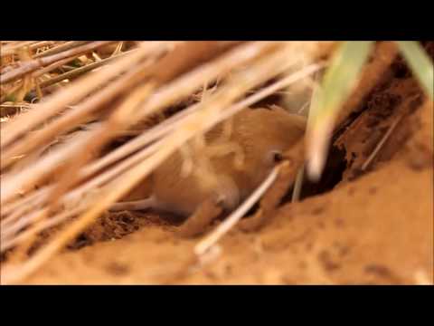 Gerbill (Gerbillus), Hodh ech Chargui, Mauritania