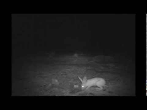 African hare (Lepus), Tagant, Mauritania