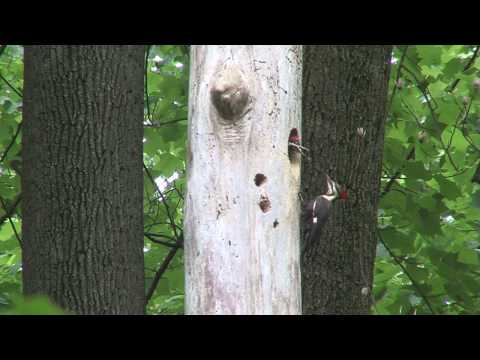 Pileated Woodpecker Nesting at Longwood Gardens