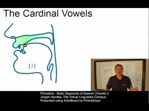 Phonetics - Basic Segments of Speech (Vowels I)