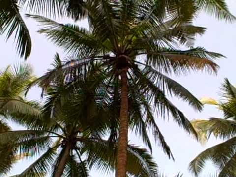 Kerala Video.mpg