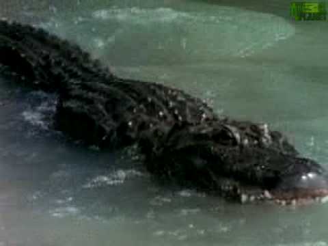 Animal Face-Off: Alligator vs. Black Bear