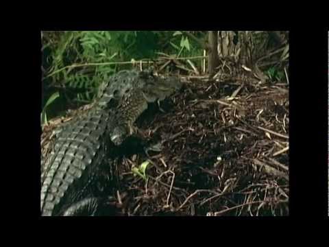 American Alligator- Reproduction