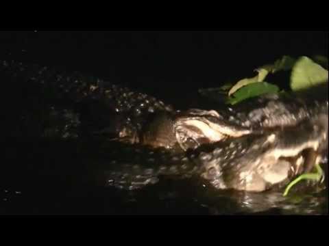 American Alligator-Apex predator