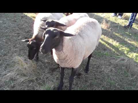 Suffolk yearling ewes