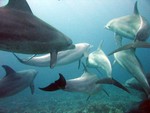 A pod of Indo-Pacific bottlenose dolphins in the Red Sea.