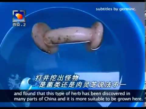 China news confuses rubber vagina for special mushroom (SUBTITLED)