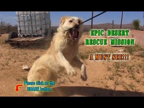 Epic Desert Dog Rescue Mission - A MUST SEE.  Please Share.