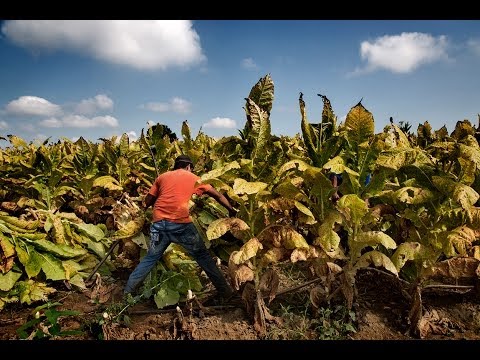 MADE IN THE USA: Child Labor & Tobacco