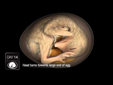 Chick Embryo Development