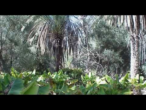 2,000 Year Old Food Forest in Morocco