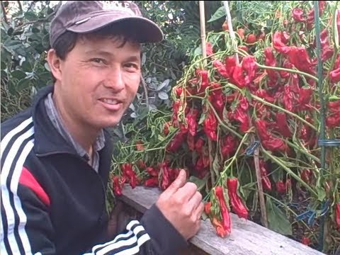 Fall Organic Garden Tour - How I grow Fruits and Vegetables in the Front and Back Yard