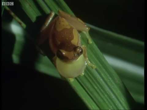 Panama frogs serenade females - Attenborough - Trials of Life - BBC