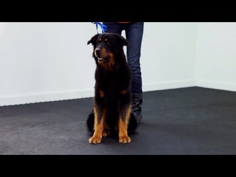 Training a Dog to Heel | Teacher's Pet With Victoria Stilwell