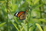 Butterflies Hong Kong Wetland Park USA