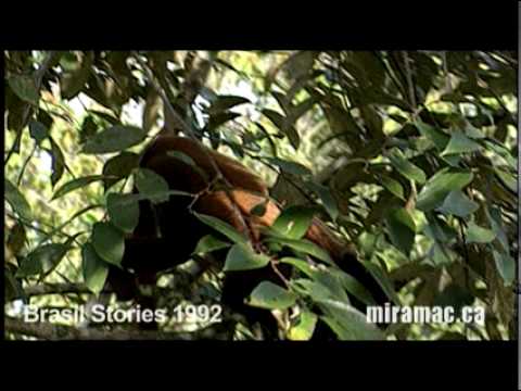 BRAZIL STORIES-AMAZON ECO TOURISM.mov