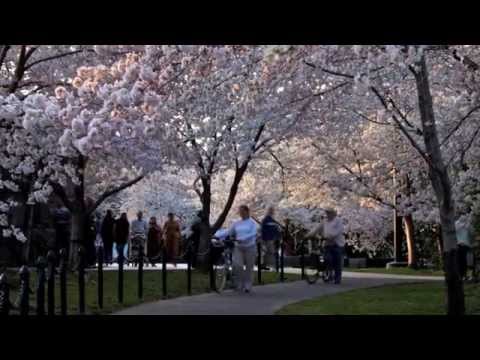 Washington, D.C.'s Cherry Blossoms | Travel Guide