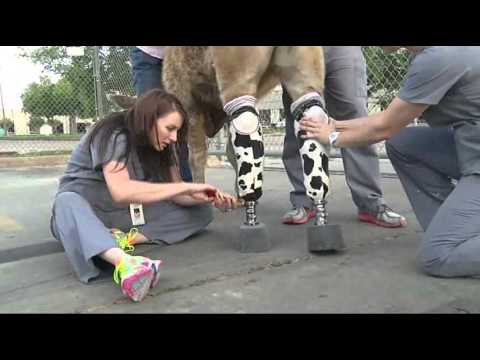 Hero the Calf Gets New Hooves