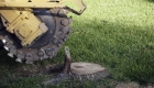 How Much Does Tree Stump Removal Cost?