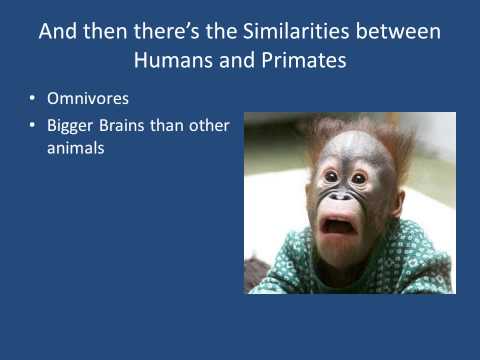 Primatology 2