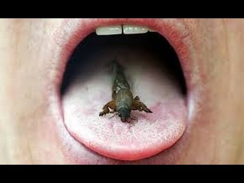 Can Eating Insects Save the World BBC full Documentary 2013