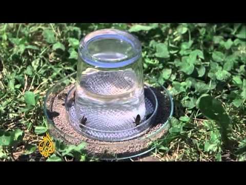 Latest World News - Bees search for land mines in Croatia